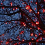 Geneva Lux - 20210130 - Floraison par Pitaya, entre la rue du Mont-Blanc et la rue de Chantepoulet