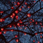 Geneva Lux - 20210130 - Floraison par Pitaya, entre la rue du Mont-Blanc et la rue de Chantepoulet